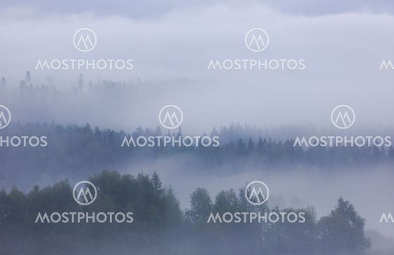 Fog lying over forest at dawn