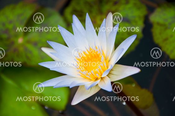 White lotus