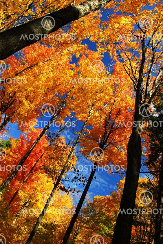 Autumn forest