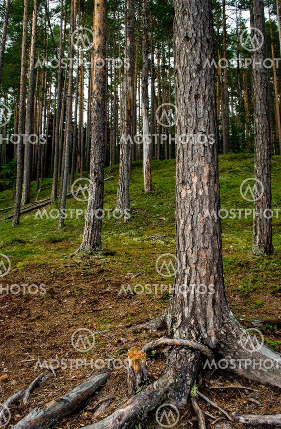 pine forest