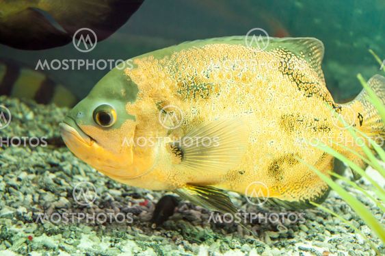 Astronotus ocellatus or Astronoutus Oscar