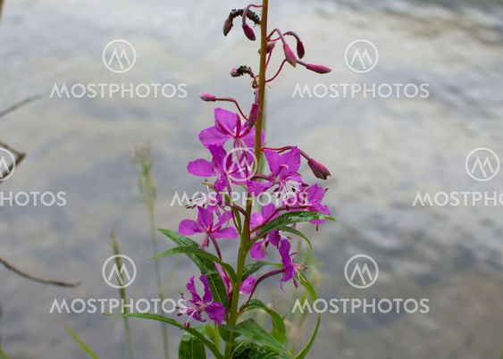 flower Chamaenerion angustifolium herb