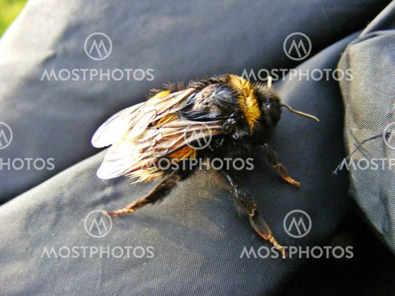 Bumbelbee 2