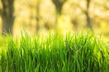 Lush green grass thriving under warm sunlight in a...