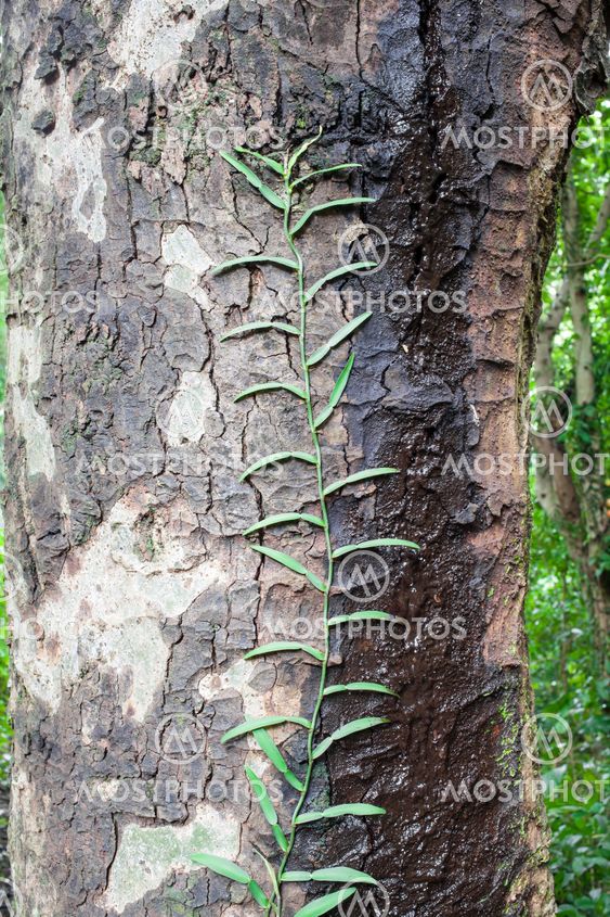 parasitic plant on tree