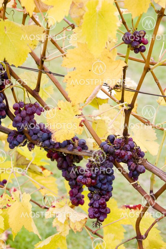grapes (Agostenga rosa), Germany