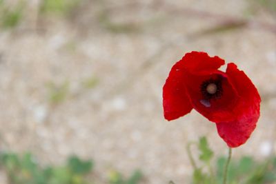 plant, flower, bloom, blossom, flowering, red, seed,...