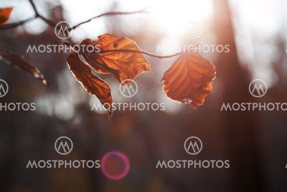 brown leaves autumn leaf with blurred background