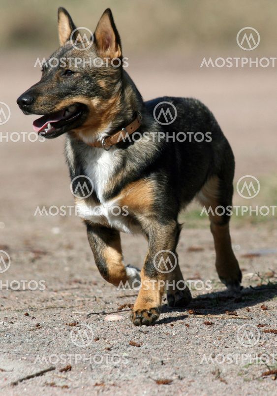 Swedish Vallhund