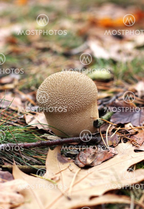 Mushroom in autumn forest