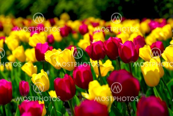 Tulip field