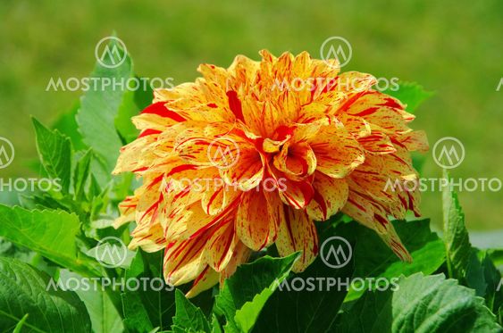 Dahlie - Dahlia 156