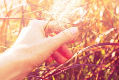 Palm touch nature Morning light through summer drass
