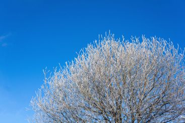 Frosty tree branches against the blue sky. Winter...