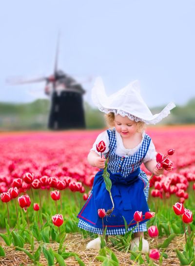 Little girl in a national Dutch costume in tulips field with windmill