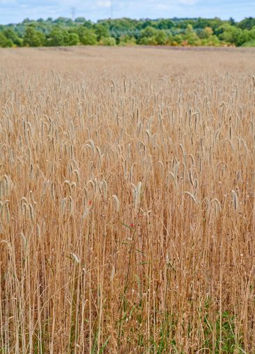 Wheat, farming and field with growth, nature and agro...