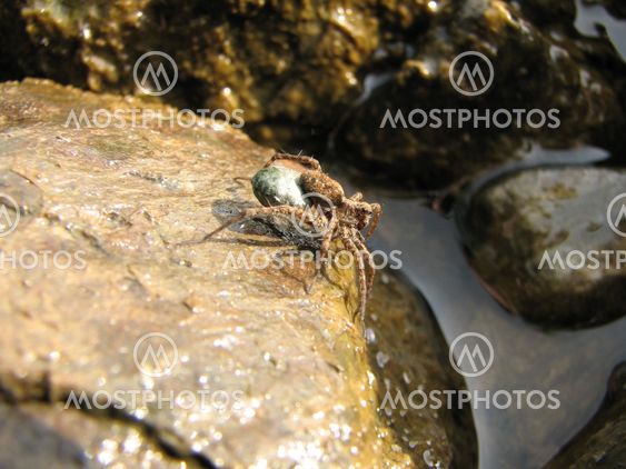 Wolf Spider (Vargspindel)