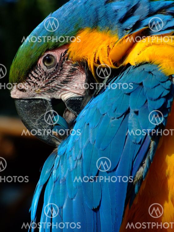 Preening Macaw