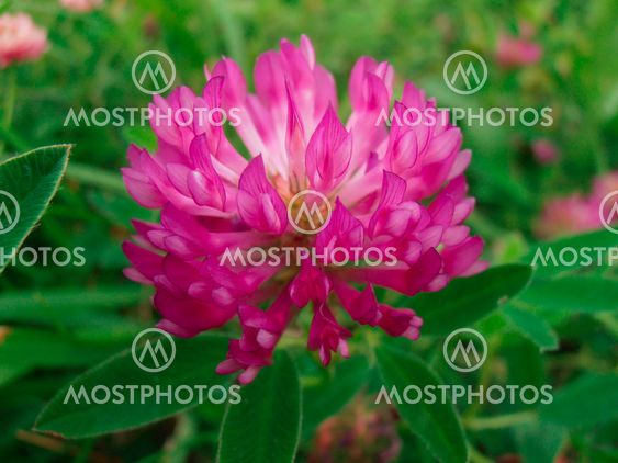 Trifolium pratense