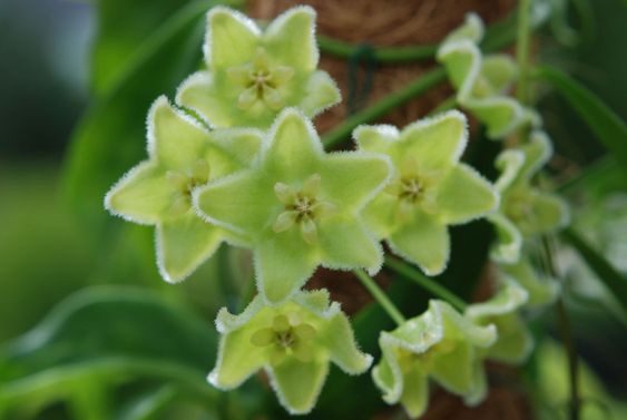 Hoya clorantha