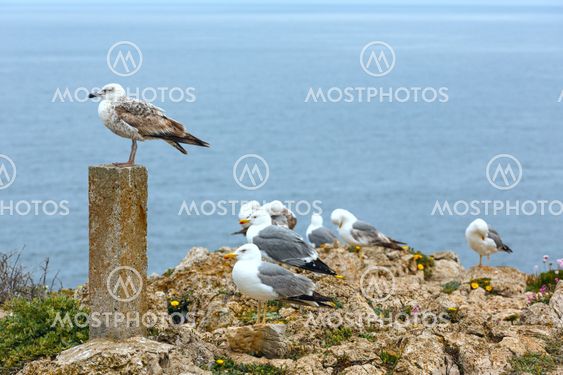 Seagulls on sea background.