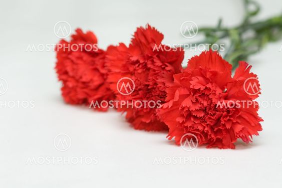 Three red carnations