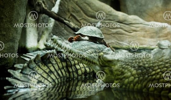 Turtle sitting on caymans