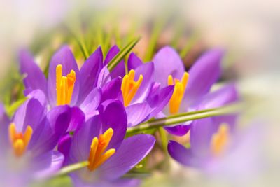 purple crocuses