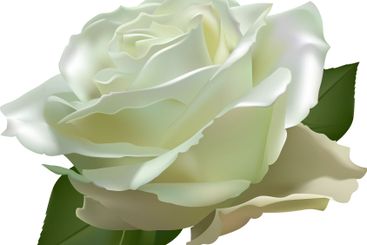White rose with delicate petals blooming gracefully,...
