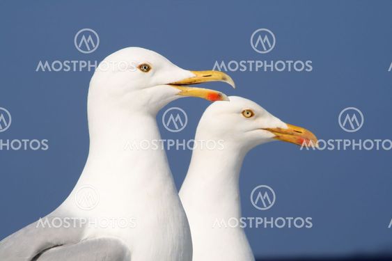 A seagull talking to his friend.