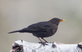 European blackbird (female) sitting on a birch log