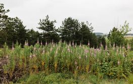 Wild flowers on the meadow in the mountain 