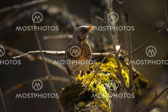Fieldfare or Turdus pilaris walking on a sunlit moss...