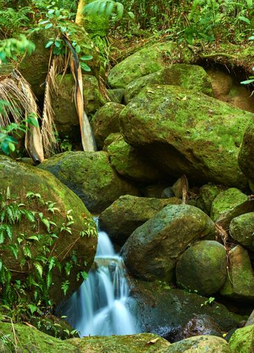 Nature, rocks and plants with waterfall in rainforest...
