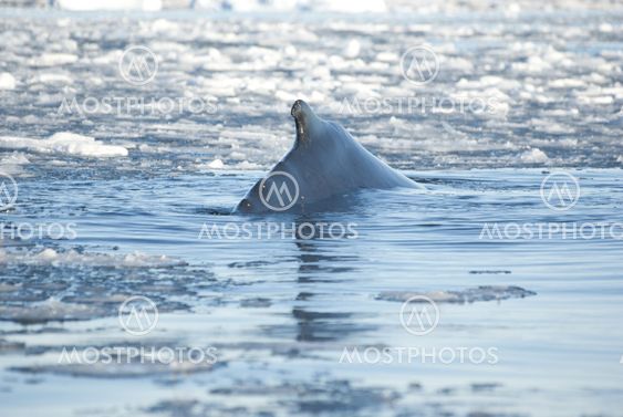 A humpback whale in the Southern Ocean-8.