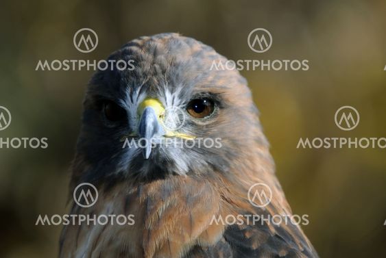Red-tailed Hawk