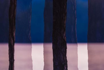 Tall trees reflected in calm water at dusk creating a...