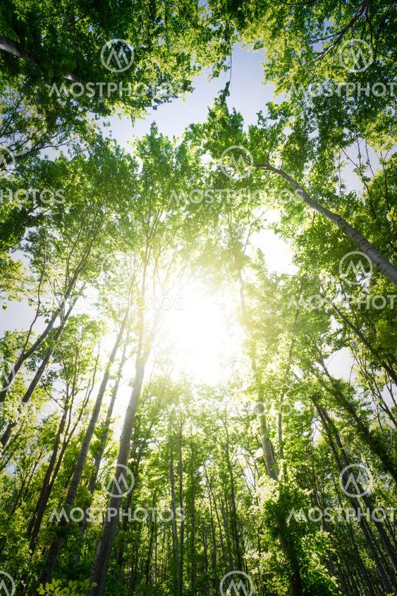 Sun light between the trees