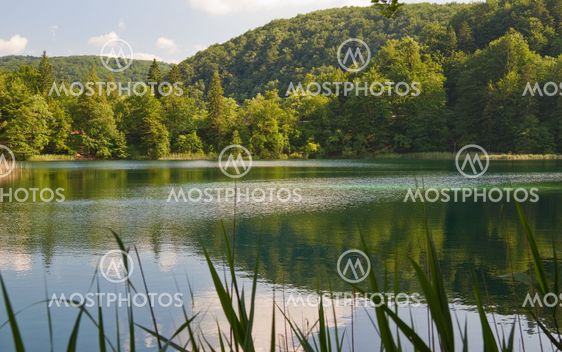 Forest lake.