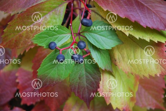 Autumn