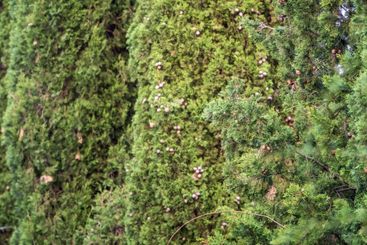 Leaves and cones of a Juniper tree evergreen