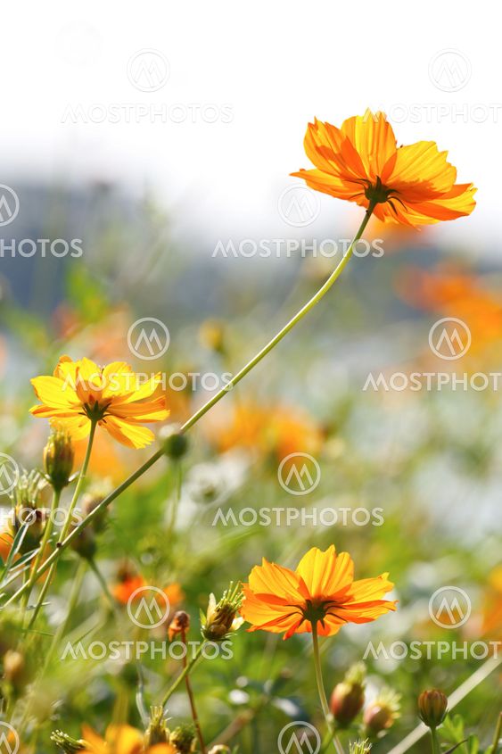Blossom yellow flower