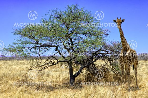 a giraffe near a tree in etosha national park namibia