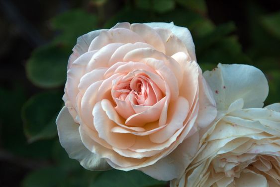 english rose