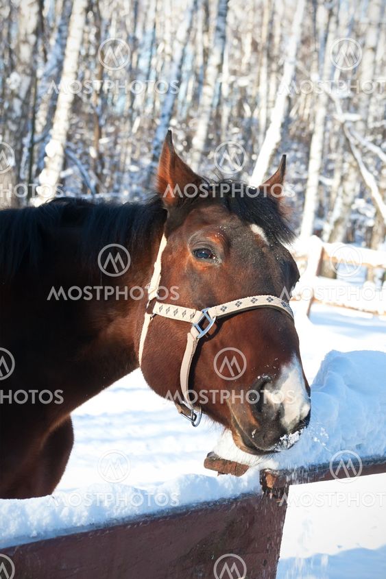Horse