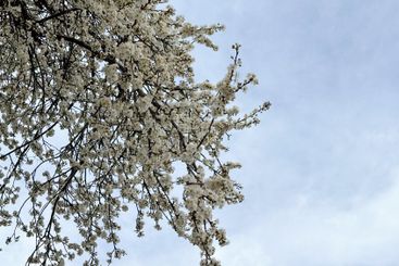 Blossoming tree branches against a clear blue sky....