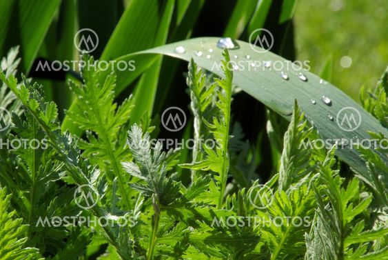 Wassertropfen auf Blatt - waterdrop on leaf 05