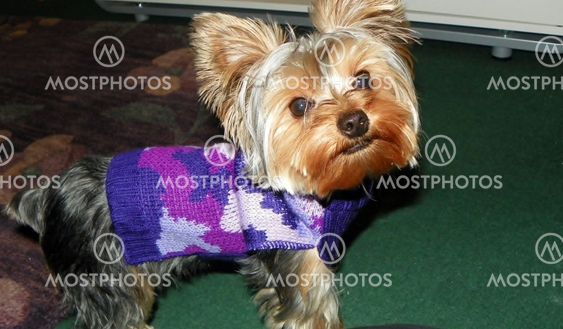 Yorkie in Purple Sweater