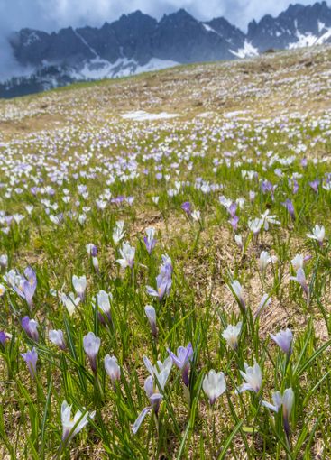 early spring blooming meadow with crocus in Alps, Italy