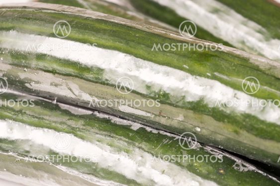 Bunch of cucumber wrapped in plastic films